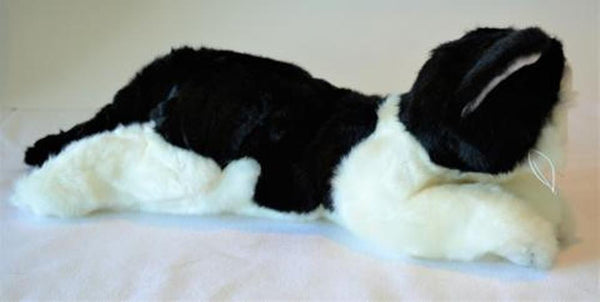 Small Black & White Cat Companion