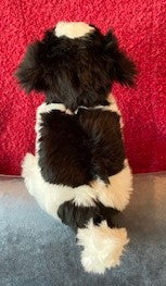 Black and White Havanese Puppy Companion
