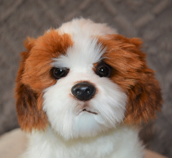 Shih Tzu Puppy Companion