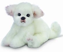 Maltese / Bichon Puppy Companion