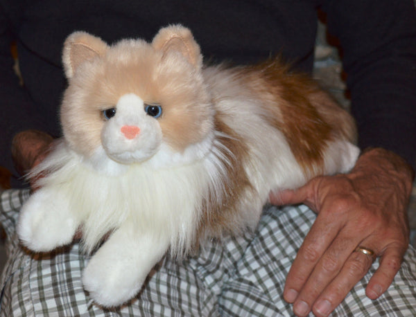 Long Haired Ragdoll Cat Companion