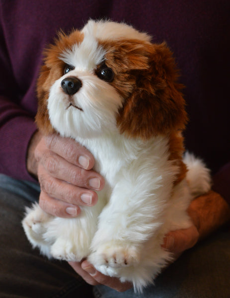 Shih Tzu Puppy Companion