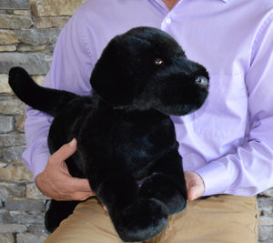 Large Black Lab Dog Companion