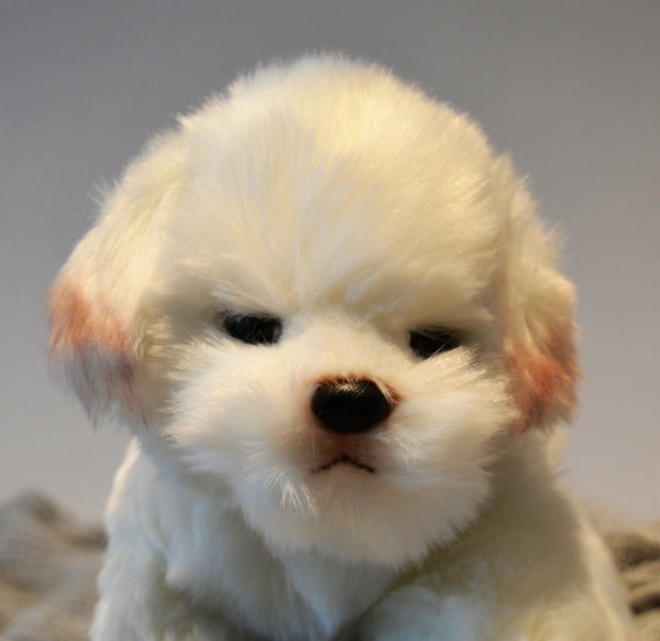 Maltese / Bichon Puppy Companion