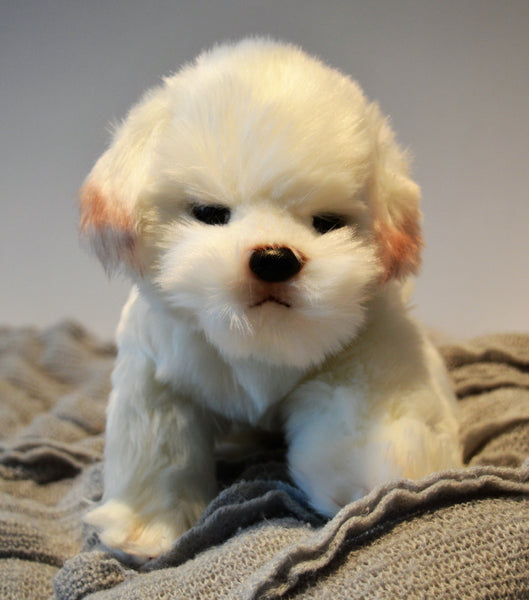 Maltese / Bichon Puppy Companion
