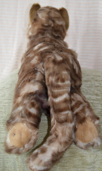 Small Brown Tiger Cat Companion