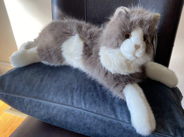 Grey & White Ragdoll Cat for Companion Pet and Memory Care