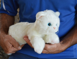 Small White Cat Companion